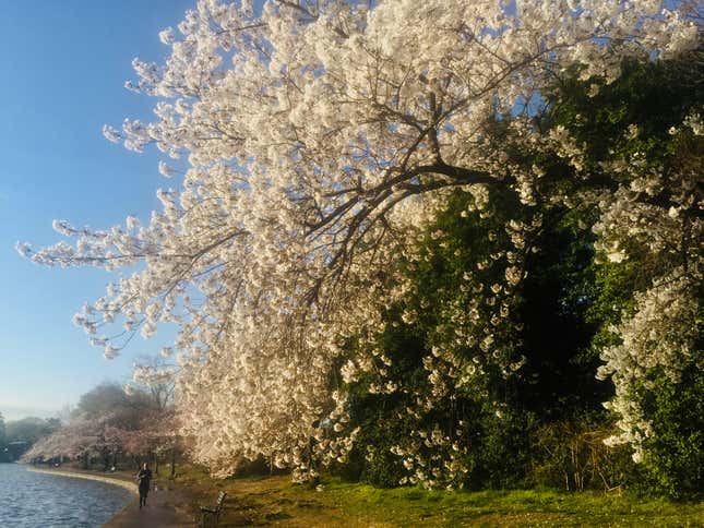 Cherry blossoms.