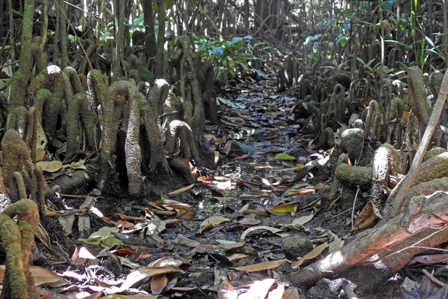 Knee roots protruding from the ground, which help trees to exchange gases in waterlogged conditions.