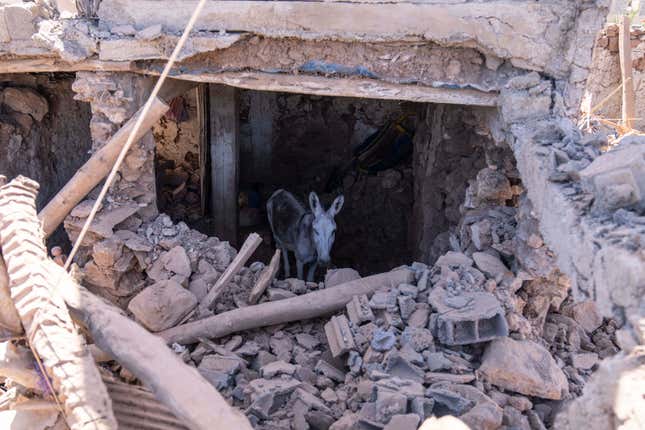 A donkey stands inside a building damaged by the earthquake in the village of Tafeghaghte, near Marrakech, Morocco, Monday, Sept. 11, 2023. Rescue crews expanded their efforts on Monday as the earthquake&#39;s death toll continued to climb to more than 2,400 and displaced people worried about where to find shelter. (AP Photo/Mosa&#39;ab Elshamy)