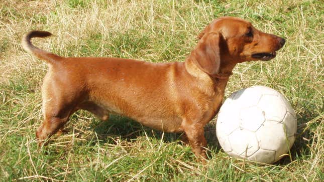 Esto es un perro salchicha, no un Bugatti.
Foto: Wikimedia Commons