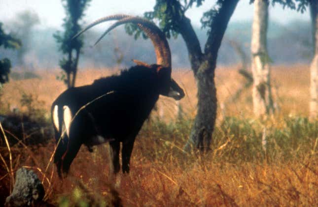 A photo taken over 40 years ago of a giant sable of Angola. There have been no confirmed sightings of the antelope for 30 years.