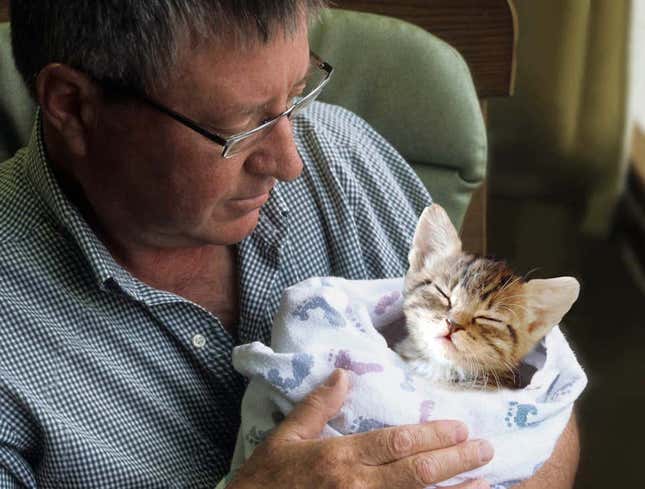 Image for article titled Finest Feline Reporting: The Onion’s Most Consequential Cat Journalism