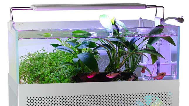 Imagen para el artículo titulado ¿Horterada o genialidad? Esta caja de PC es también un acuario para peces