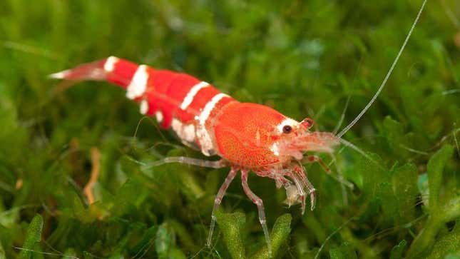 Image for article titled Scientists Announce Shrimp Just As Dumb As They Thought