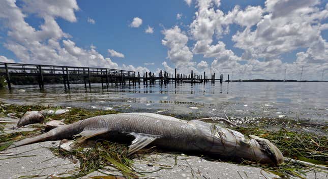 In this Aug. 6, 2018, file photo, a dead Snook lies dead due to red tide in Bradenton Beach, Fla.