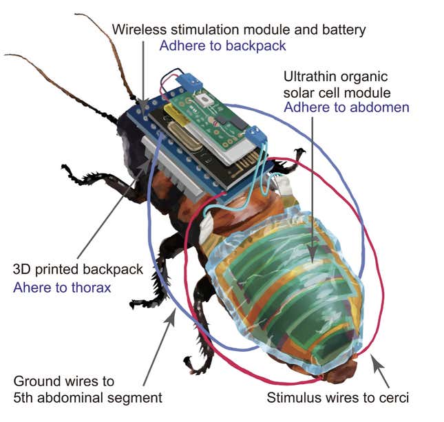 Imagen para el artículo titulado Investigadores japoneses convierten cucarachas en cyborgs para inspeccionar zonas de desastre