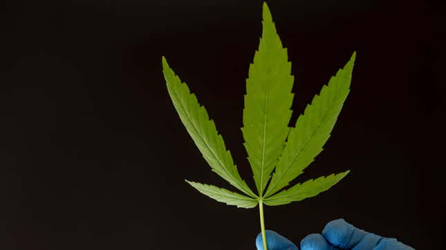 A photo of a cannabis leaf
