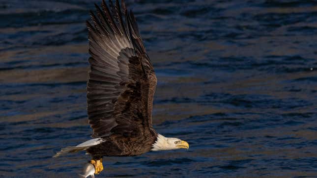 Photo of bald eagle fishing