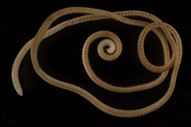 El milpiés femenino de muchas patas encontrado en la profundidad de las tierras australianas.