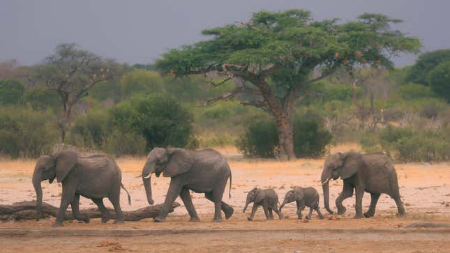 A herd of elephants make their way through the Hwange National Park, Zimbabwe.