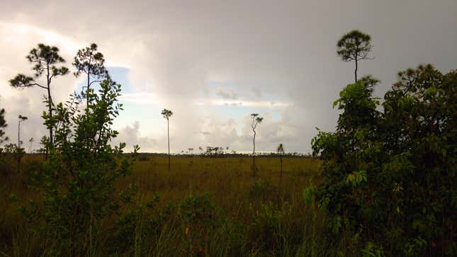 The sawgrass-mangrove transition zone near the southern edge of Everglades National Park.