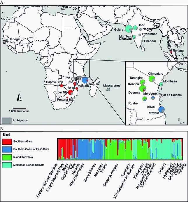Baobab-India-Indian-Ocean