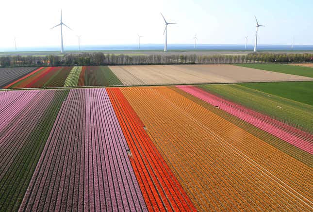 Image for article titled The soothing, hypnotic colors of tulip season, seen from above