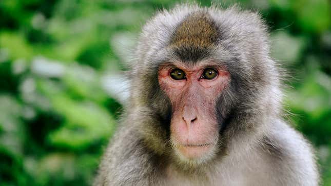 Image for article titled Neuralink Monkeys Reveal What It’s Like Working With Elon Musk