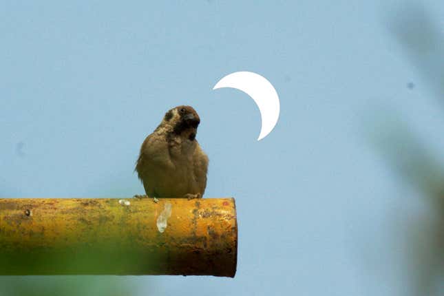 A bird stands on a branch during the partial solar eclipse on June 21, 2020 in Handan, Hebei Province of China. 