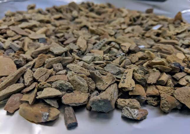 Some of the bone fragments recovered in Denisova Cave.