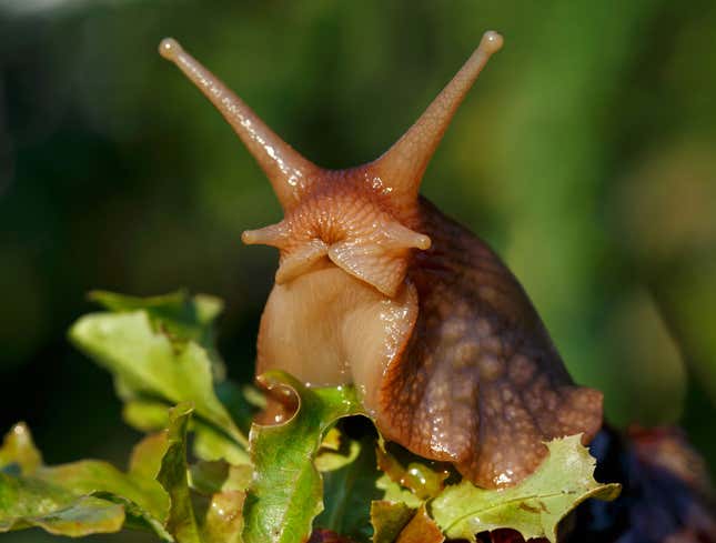Image for article titled Slug Just Taking It Easy Today