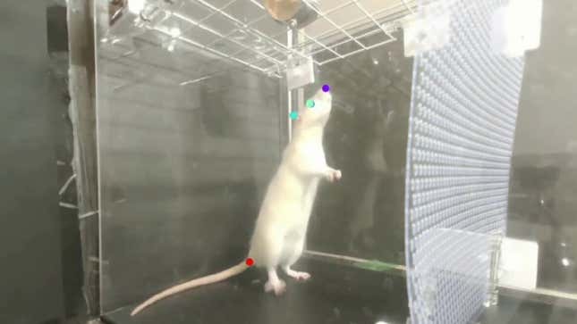 Imagen para el artículo titulado Capturan ratas moviendo sus cabezas al ritmo de un beat