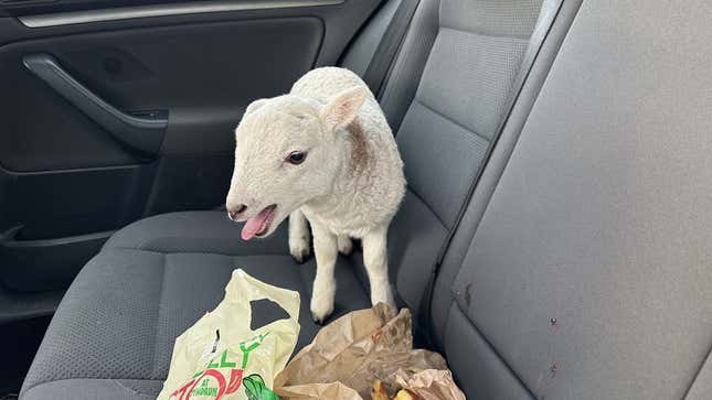 Image for article titled Police Find Adorable Lamb and Over $12,000 Worth of Drugs During Traffic Stop