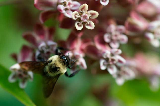 Imagen para el artículo titulado Mueren más de 500 millones de abejas en Brasil en tres meses, y la razón es un peligro para el planeta