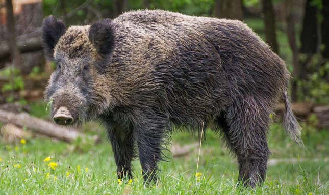 A wild boar in Vienna.
