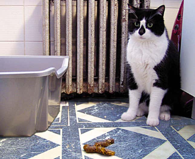 Image for article titled Free-Thinking Cat Shits Outside The Box
