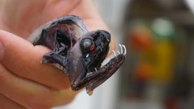Image for article titled The Deep-Sea Dragonfish Has One of the Most Terrifying Smiles on Earth