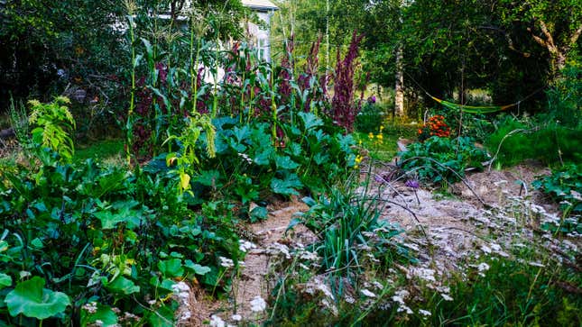 Image for article titled How to Grow a Permaculture Food Forest in Your Yard (and Why You Should)