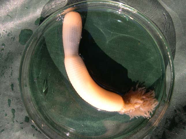 Penis worm