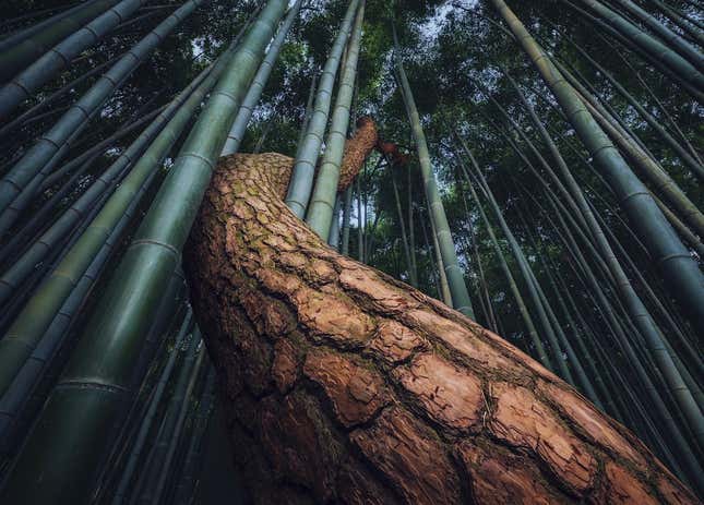 Imagen para el artículo titulado Relájate y disfruta con las imágenes ganadoras del concurso The International Landscape Photographer of the Year
