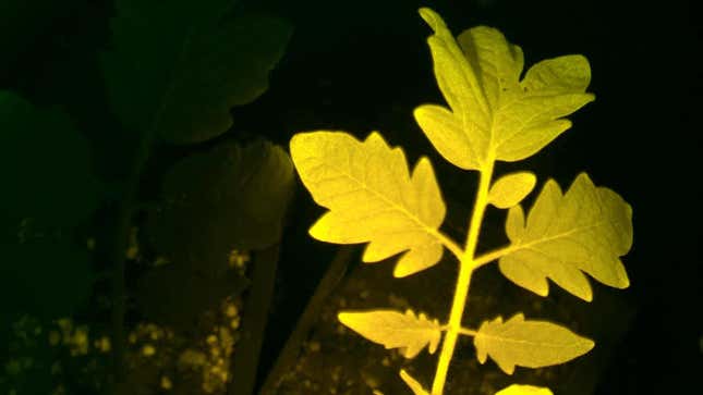 Una variedad de planta bioluminiscente frente a otra planta convencional. 