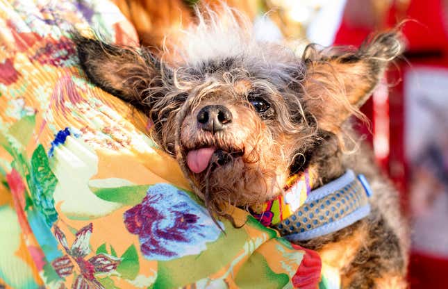 Scamp the Tramp, ganador del Concurso del Perro más feo del mundo edición 2019.