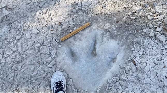 Imagen para el artículo titulado Una fuerte sequía deja al descubierto unas increíbles huellas de dinosaurio en Texas