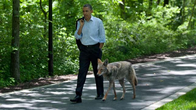 Obama offers his coyote counterpart aid in the form of a rabies vaccination program in exchange for official recognition of housing subdivision borders.