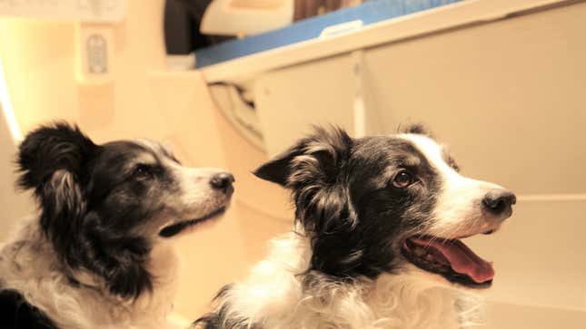 Imagen para el artículo titulado Un nuevo estudio revela que los perros pueden distinguir entre diferentes idiomas