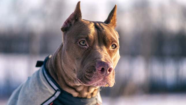 Image for article titled Things To Never Say To Someone Who Owns A Pit Bull