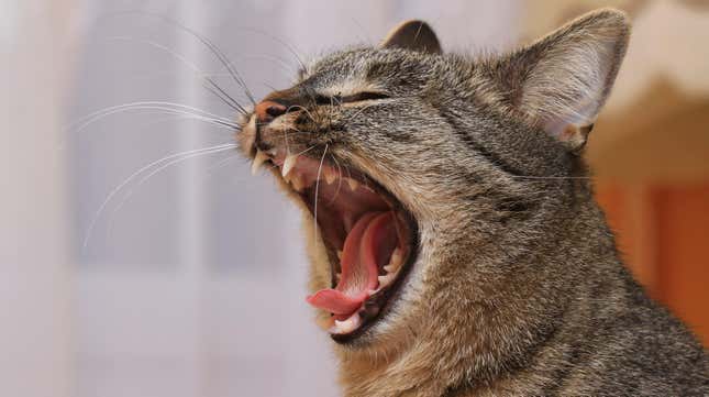 Image for article titled How to Tell If Your Cat&#39;s Teeth Are Hurting