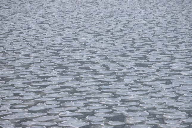 Broken lilypads of ice in the Laptev Sea, September 2020