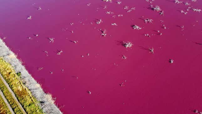 Imagen para el artículo titulado La contaminación hace que un lago argentino se vuelva color rosa brillante