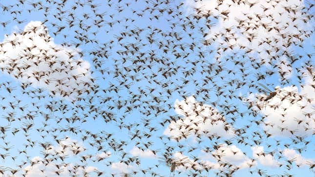 Image for article titled Swarm Of Locusts Wishes People Would Stop Assuming They’re Sent To Bring God’s Wrath