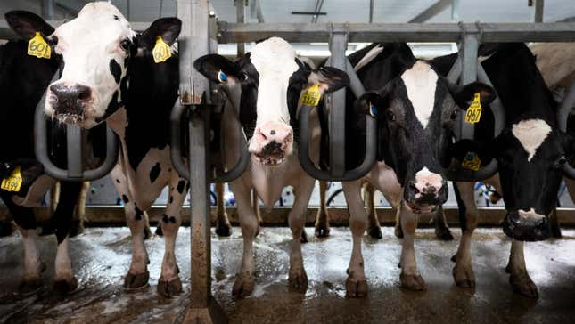Cows stand in the milking parlor on the Ted and Megan McAllister dairy farm, Monday, July 24, 2023, in New Vienna, Iowa. 