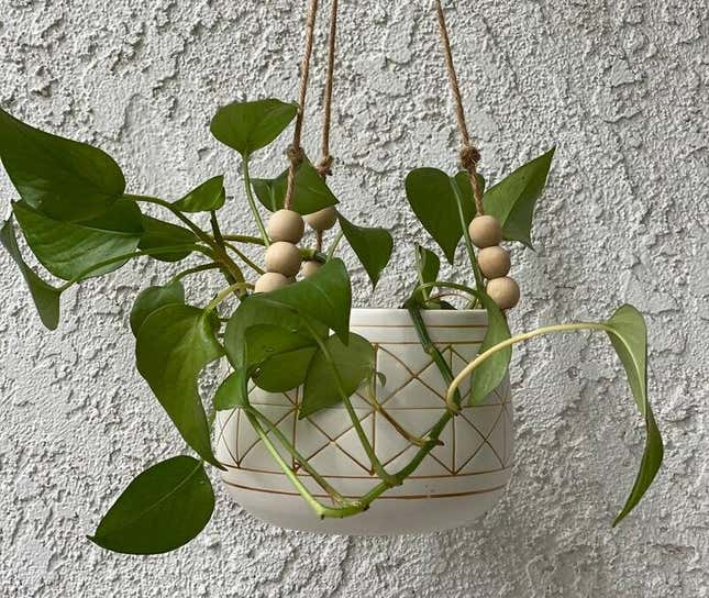 Image for article titled Gifts For Your Friend Who Has Way Too Many Goddamn Plants