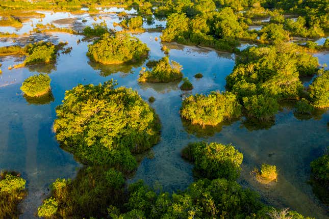  Aerial view of the red mangrove forests along the San Pedro Mártir River in Mexico.