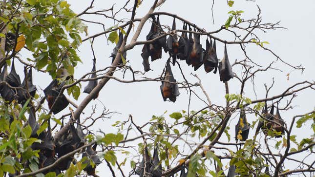 Imagen para el artículo titulado Los investigadores capturan a dos águilas torturando a un murciélago arrojándolo repetidamente al océano