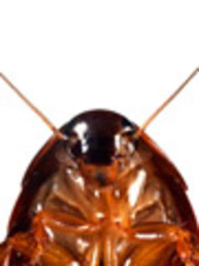 A Roach
