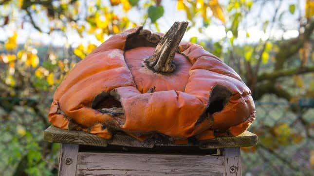 Image for article titled Stop Throwing Your Rotting Pumpkins in the Trash (and Do This Instead)