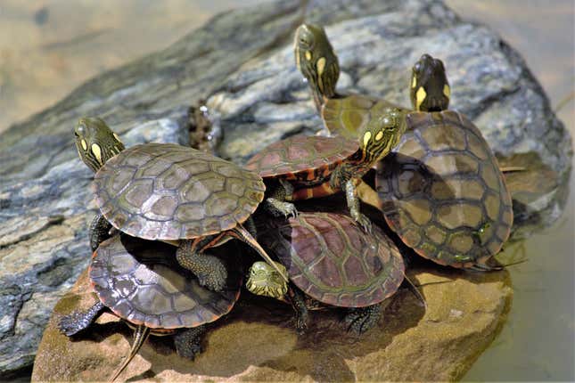 Imagen para el artículo titulado La agencia de salud de Estados Unidos pide que no se den besos a las tortugas