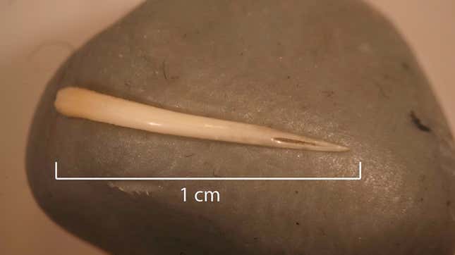 El colmillo de la serpiente de cascabel hallado en un coprolito fosilizado. El canal del veneno es claramente visible a la derecha