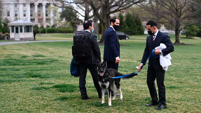 A handler walks Major, one of President Joe Biden and first lady Jill Biden's dogs, on the South Lawn of the White House in Washington, Wednesday, March 31, 2021.