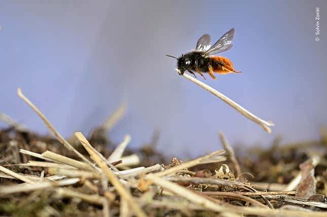 An industrious mason bee moves a piece of straw as it constructs its nest.